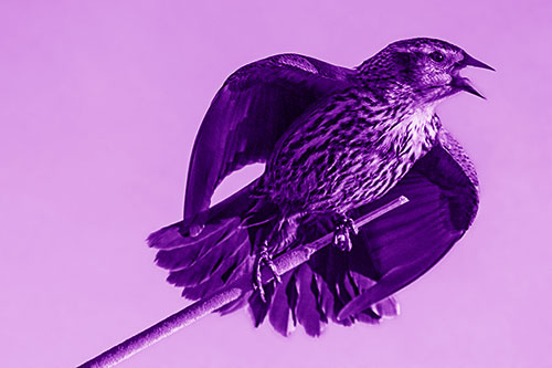 Singing Female Red Winged Blackbird Gripping Broken Cattail (Purple Shade)