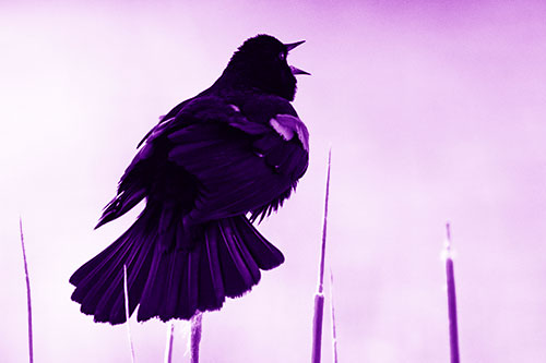 Singing Red Winged Blackbird Atop Cattail Branch (Purple Shade Photo)