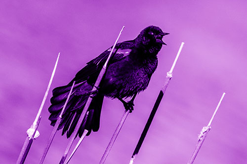Singing Red Winged Blackbird Gripping Ahold Between Leaning Cattail Branches (Purple Shade)