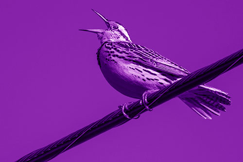Singing Western Meadowlark Perched Atop Powerline Wire (Purple Shade Photo)