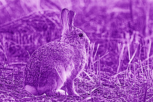 Sitting Bunny Rabbit Among Broken Plant Stems (Purple Shade Photo)