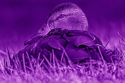 Sitting Mallard Duck Resting Among Grass (Purple Shade Photo)
