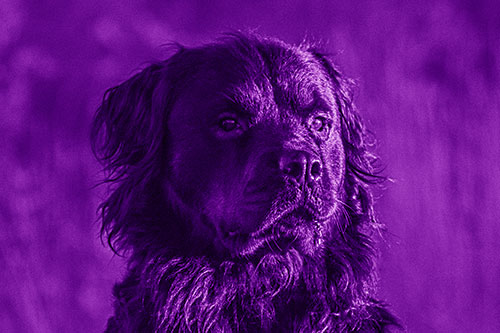 Sitting Rottweiler Dog Poses Among Sunrise (Purple Shade)