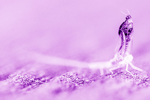 Skin Shedding Mayfly Rises Upwards (Purple Shade)