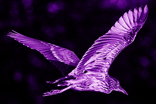 Skittish Black Crowned Night Heron Flying Towards Seclusion (Purple Shade)