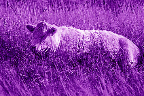 Sleeping Cow Resting Among Grass (Purple Shade)