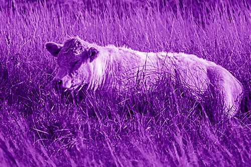 Sleeping Cow Resting Among Grass (Purple Shade Photo)
