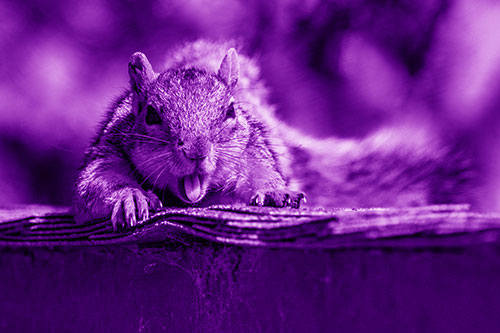 Sleepy Squirrel Yawning Among Rooftop (Purple Shade)