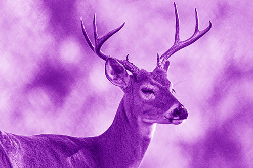 Sleepy White Tailed Deer Dreaming Among Trees (Purple Shade)