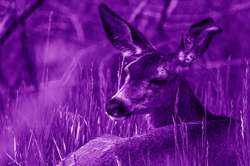 Sleepy White Tailed Deer Enjoying Happy Dreams (Purple Shade Photo)