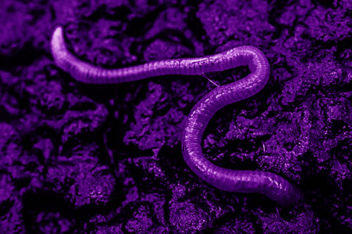 Slimy Earthworm Stuck Between Damp Pavement Crevice (Purple Shade)