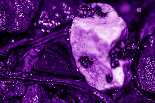 Slimy Extraterrestrial Alien Faced Rock Head (Purple Shade Photo)