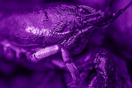 Slimy Wet Bulging Eyed Crayfish (Purple Shade Photo)