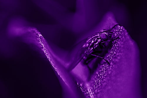 Sloping Cluster Fly Hangs Onto Leaf Petal (Purple Shade)