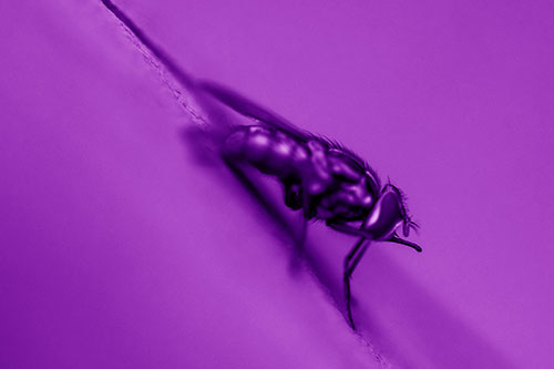 Sloping Perched Cluster Fly Cleaning Itself (Purple Shade)