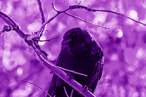 Sloping Perched Crow Glancing Downward Atop Tree Branch (Purple Shade Photo)