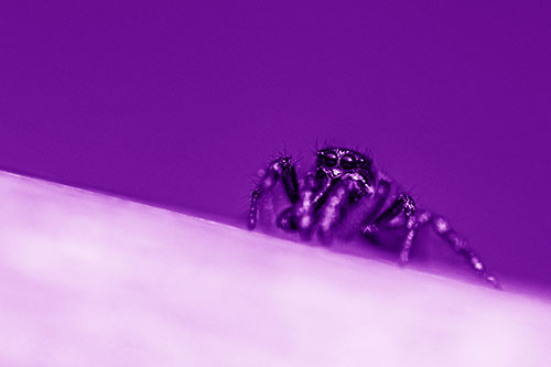 Sloping Perched Jumping Spider Watches Closely (Purple Shade)