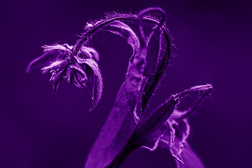 Slouching Hairy Stemmed Weed Plant (Purple Shade Photo)
