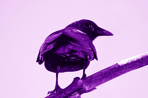 Sly Eyed Crow Glances Backward Among Tree Branch (Purple Shade)