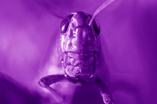 Smiling Grasshopper Enjoying Sunshine (Purple Shade)