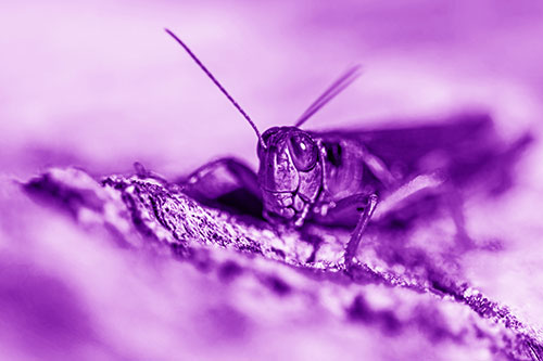 Smiling Grasshopper Grabbing Ahold Tree Stump (Purple Shade Photo)