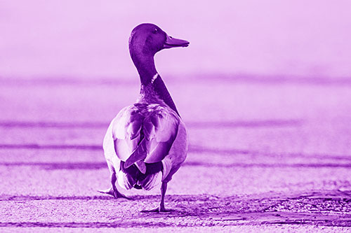 Smiling Mallard Duck Walking Down Sidewalk (Purple Shade Photo)