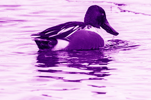 Smiling Northern Shoveler Duck Swimming Calm River Water (Purple Shade Photo)
