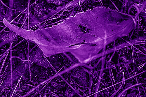 Smirking Fish Shaped Leaf Face Among Sticks (Purple Shade Photo)