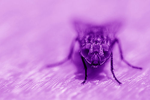 Smirking Open Mouthed Cluster Fly Watching Closely (Purple Shade)