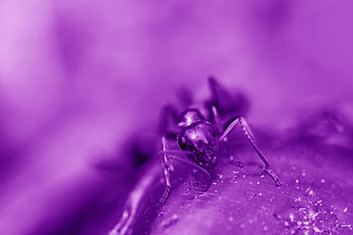 Snarling Carpenter Ant Guarding Sugary Treat (Purple Shade Photo)