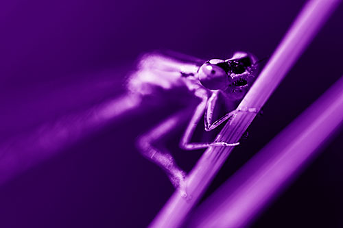 Snarling Damselfly Hangs Onto Grass Blade (Purple Shade)
