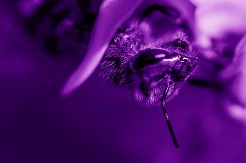 Snarling Honey Bee Clinging Flower Petal (Purple Shade Photo)