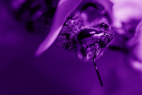 Snarling Honey Bee Clinging Flower Petal (Purple Shade)