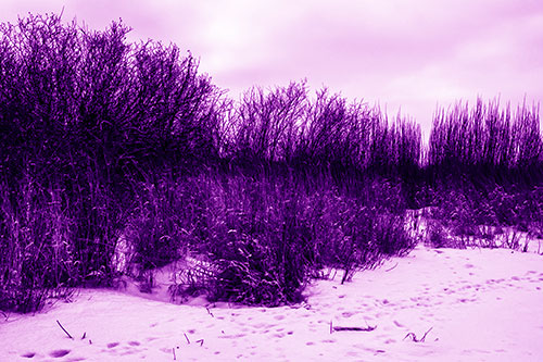 Snow Covered Tall Grass Surrounding Trees (Purple Shade Photo)