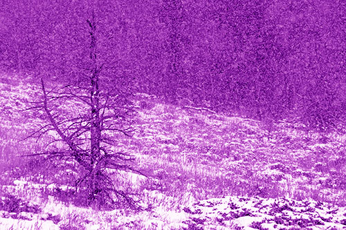 Snow Covers Dead Christmas Tree (Purple Shade Photo)