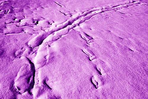 Snow Drifts Cover Footprint Trails (Purple Shade Photo)