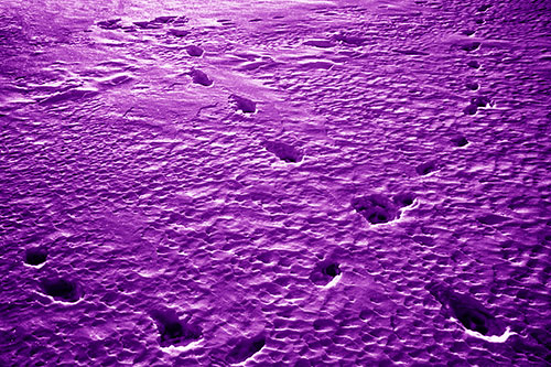 Snow Footprint Trails Crossing Paths (Purple Shade Photo)