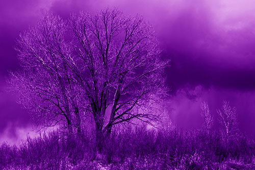 Snowstorm Clouds Beyond Dead Leafless Trees (Purple Shade Photo)