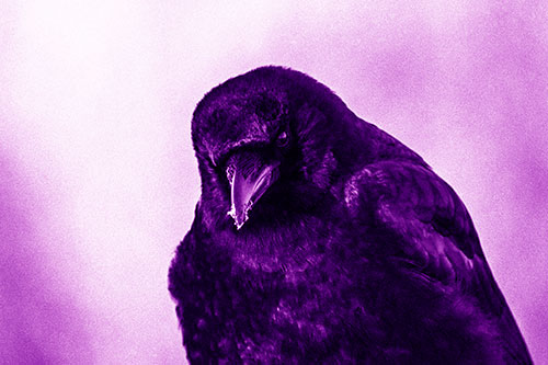 Snowy Beaked Crow Hunched Over (Purple Shade Photo)