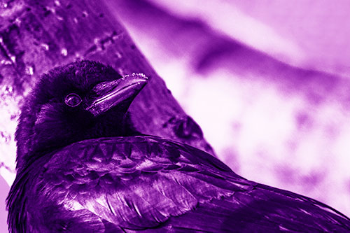 Snowy Beaked Crow Staring Off Into Distance (Purple Shade Photo)
