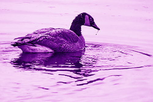 Snowy Canadian Goose Dripping Water Off Beak (Purple Shade Photo)
