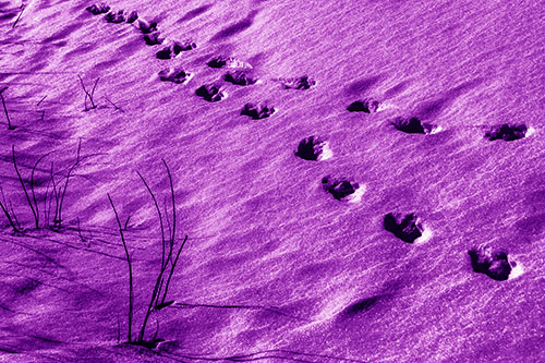 Snowy Footprints Along Dead Branches (Purple Shade Photo)