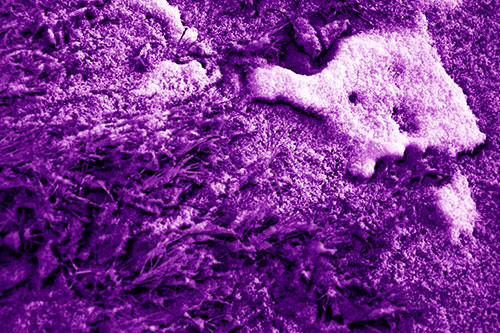 Snowy Grass Forming Demonic Horned Creature (Purple Shade Photo)