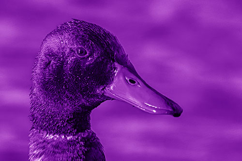 Soaked Male Mallard Duck Watching Among Lake (Purple Shade)