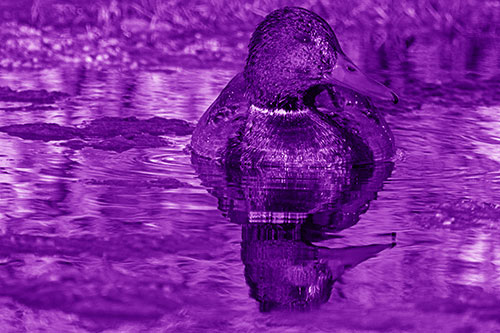 Soaked Mallard Duck Casts Pond Water Reflection (Purple Shade Photo)