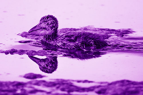 Soaked Mallard Duckling Swimming Past Algae (Purple Shade)