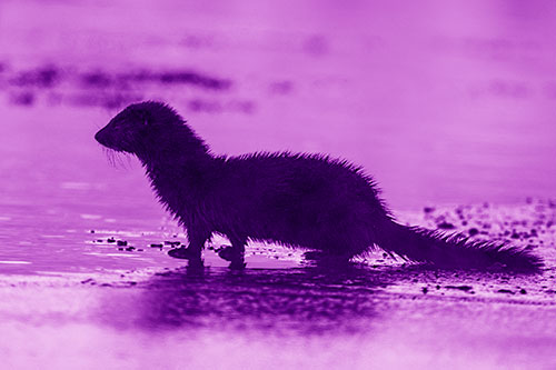 Soaked Mink Contemplates Swimming Across River (Purple Shade Photo)