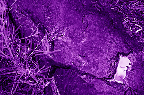 Soaked Puddle Mouthed Rock Face Among Plants (Purple Shade Photo)