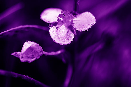 Soaking Wet Frogbit Flower Dew (Purple Shade Photo)