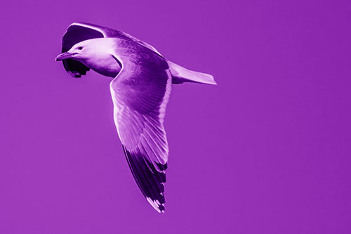 Soaring Seagull Circling Above Lake (Purple Shade)